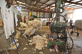 Cooinbil Shearing 038921  © Claire Parks Photography
